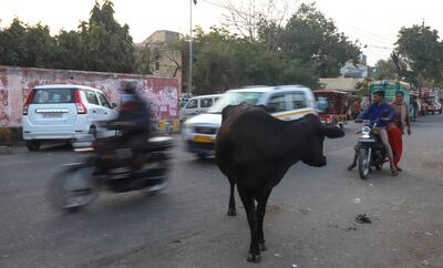 Cows stands along a road on Feb 25, 2022 in Noida, Uttar Pradesh, India
With stray cattle emerging as a major poll issue in Uttar Pradesh, Prime Minister Narendra Modi recently said a new policy will be introduced to tackle it after election results, adding that income can be made from the dung of animals. Vijay Pandey for The National
