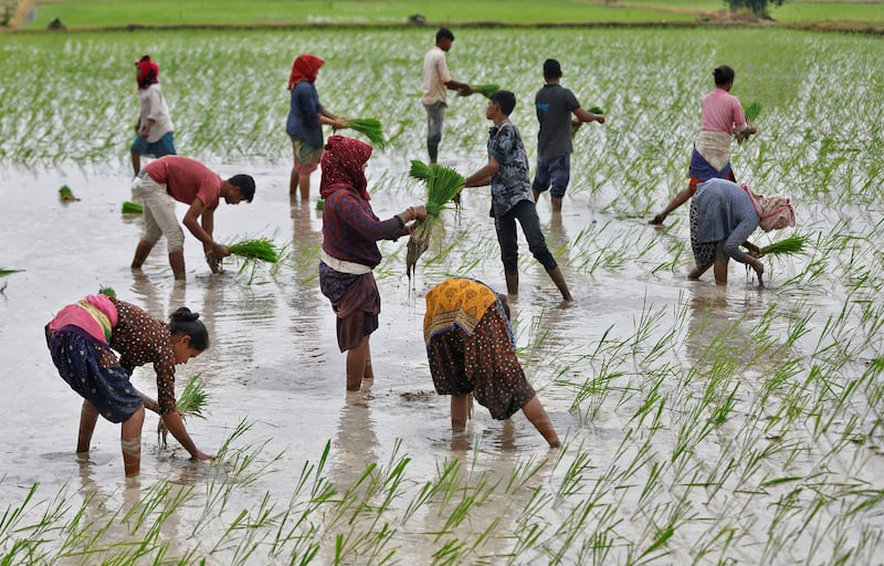 Farm labourers plant rice saplings in a field on the outskirts of Ahmedabad, India. Reuters