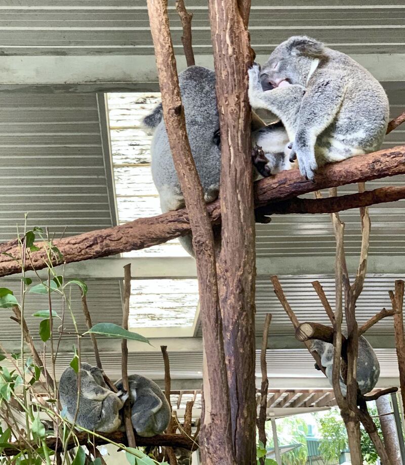 Koalas nap at the Lone Pine sanctuary. Louise Burke