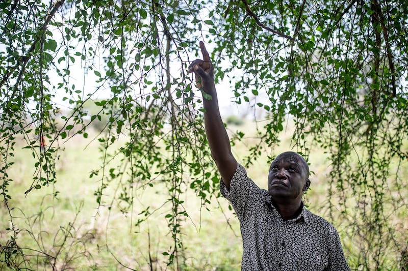 Omongole John-frances, 45, points to the leaves of an Ecomai tree in Ongongoja, Uganda, which locals eat during the dry season. He is responsible for alerting authorities if desert locusts appear in the area. Getty Images