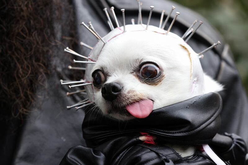 Gizzard, a chihuahua is dressed up as horror character Pinhead. Reuters