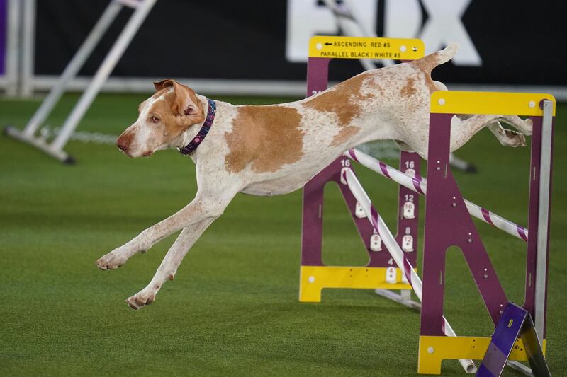 Elvira, a bracco Italiano, competes in the Masters Agility Competition during the 146th Westminster Dog Show on June 18 in Tarrytown, New York. AP