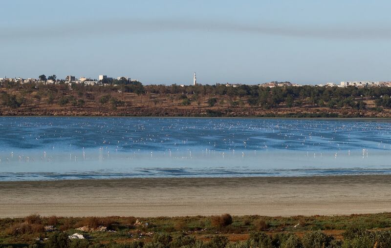 Flamingos dot the Sijoumi lagoon in Tunis. Reuters