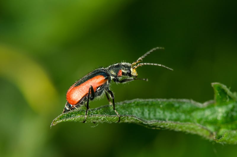 The Arabotroglops longantennatus, which is a member of the Malachiidae family of beetles, is similar to those found in the UAE. Photo: Dr Yurii Danilov