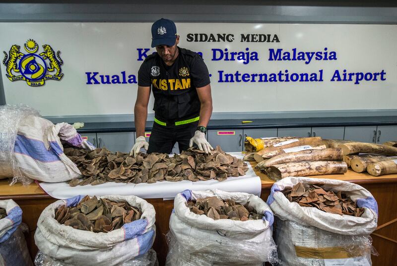 epaselect epa06120570 A Royal Malaysian Customs Department (RMC) officer displays seized pangolin scales during a press conference at the Customs Cargo Complex, near Kuala Lumpur International Airport (KLIA) in Sepang, Malaysia, 02 August 2017. Over three hundred kilograms of Pangolin scales from the Republic of Congo via Ethiopian Airlines worth RM3,863,000 (around 761,803 euros) and 75.74 kg of elephant tusks via Etihad Airways from Lagos-Abu Dhabi-Kuala Lumpur worth RM275,000 (around 54,220 euros) were seized at KLIA airport during a smuggling attempt into the Malaysia.  EPA/AHMAD YUSNI