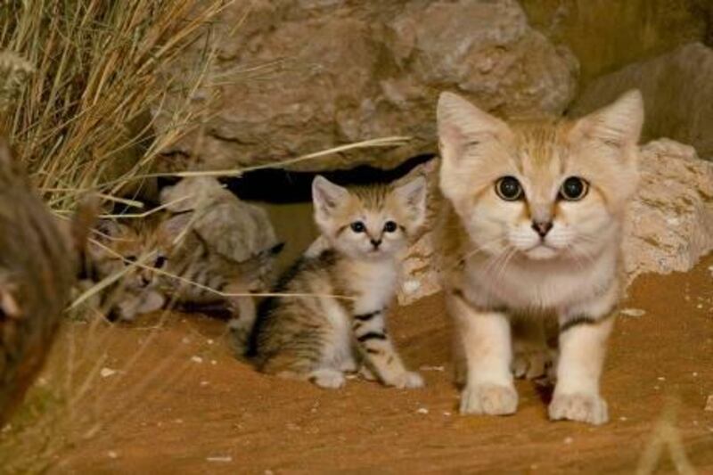 Arabian sand cats that are held in the nocturnal enclosure at the Al Ain zoo. The zoo last year celebrated the birth of two kittens through in-vitro fertilization but sadly one died. The zoo still hails the effort a major success.

Courtesy Al Ain Zoo