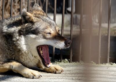 A rescued wolf named Akyla sits inside a cell at a zoo in Radauti, Romania. AP