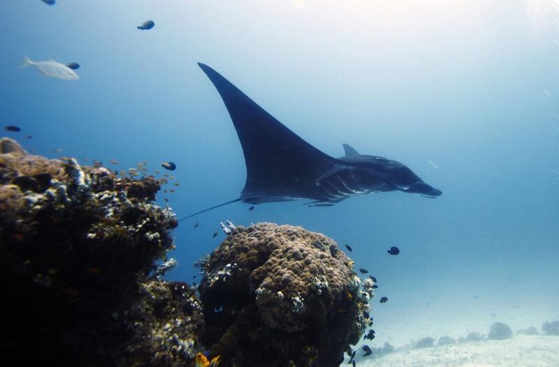 In this Oct. 18, 2011 photo, manta ray swims in the water, off Raja Ampat islands, Indonesia.  Indonesia is now the world's largest sanctuary for manta rays, after officials were persuaded by evidence that the gentle giants known for delighting tourists are worth more alive than dead. The government on Friday, Feb. 21, 2014 announced that manta rays within the archipelago's 5.8 million square kilometers (2.2 million square miles) of ocean will be protected from fishing and export. It will take time and cooperation at multiple levels to enforce the ban on poaching in the biggest global shark and ray fishery. (AP Photo/Herman Harsoyo)