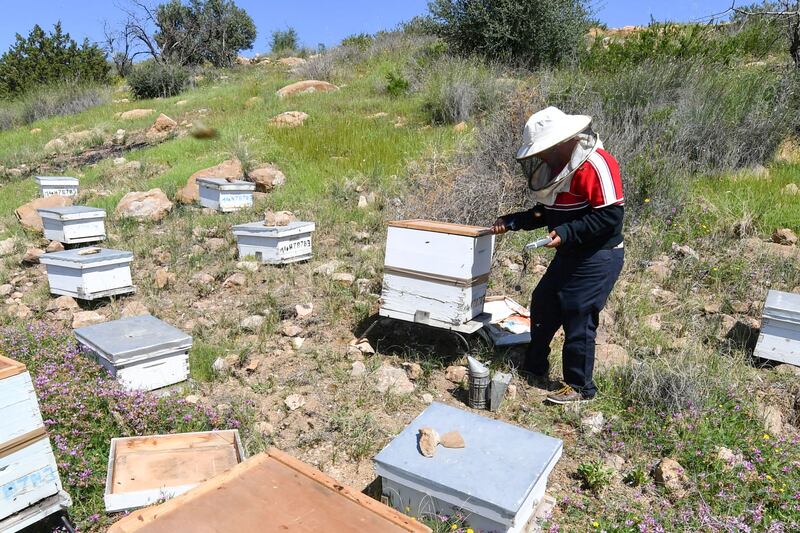 The device remotely monitors activity inside his hives. AFP