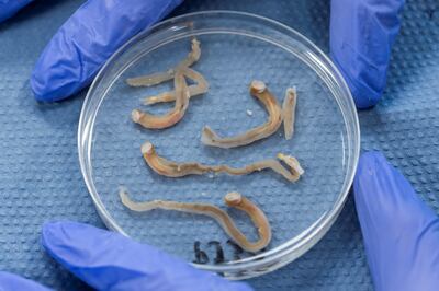 Scientists are transforming shipworms into a sustainable and nutritious protein source for the future. Photo: University of Plymouth