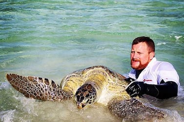Winston Cowie, who works with Environment Agency-Abu Dhabi, catching a turtle to tag. 