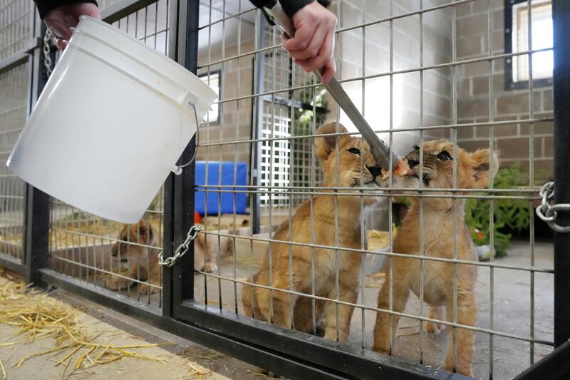 The cubs, who are orphans, were bound for the pet trade and spent three weeks at Poland's Poznan Zoo before flying to Minnesota  