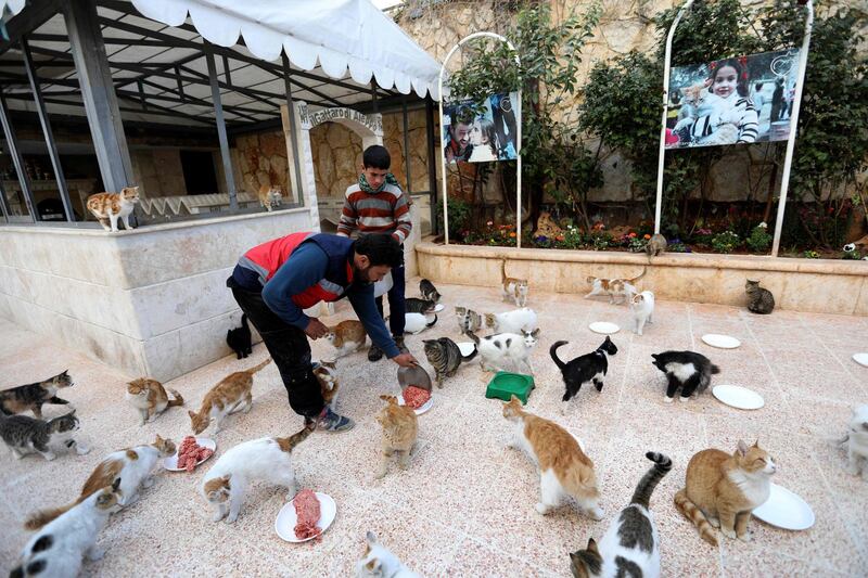 Mohammed Alaa al-Jaleel scoopes out mincemeat onto plates to feed cats at lunchtime. AFP