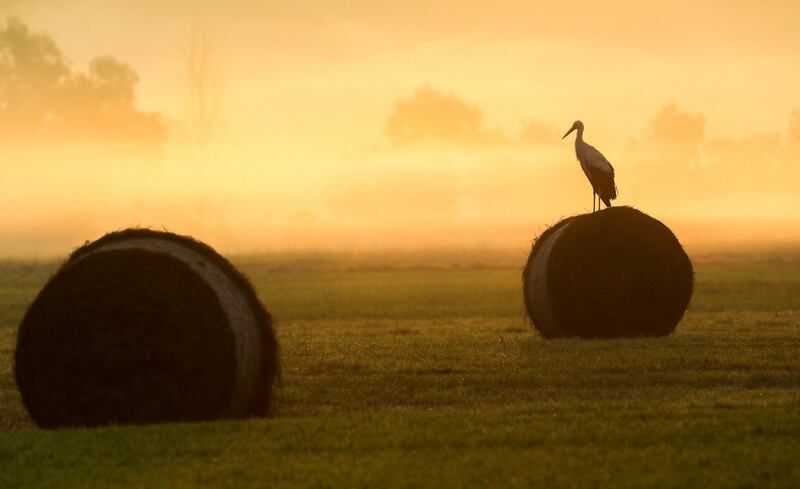 A stork sits on a hay ball on a field in Bechingen, southern Germany. AP