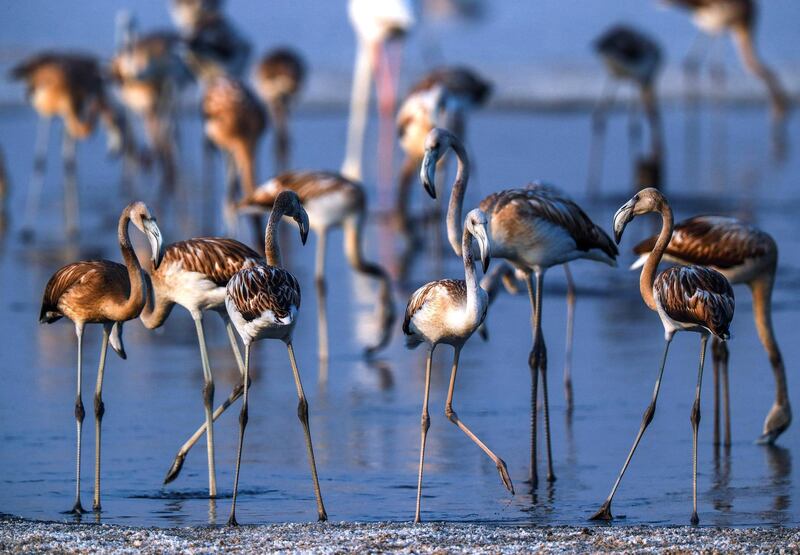 Abu Dhabi, United Arab Emirates, August 6, 2020. 
 Al Wathba Wetland was declared a reserve in 1998 by Sheikh Zayed, the Founding Father.
It was established as a protected area following the first successful breeding of flamingos.
Victor Besa /The National
Section: NA
For:  Standalone/Big Picture