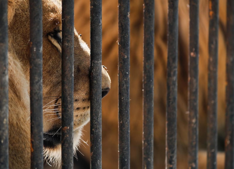 A lion at Cairo's Giza Zoo in Egypt. Reuters