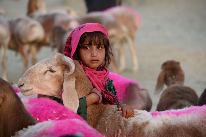 An Afghan girl holds a sheep as she waits for customers at a livestock market on the outskirts of Jalalabad.  AFP Photo