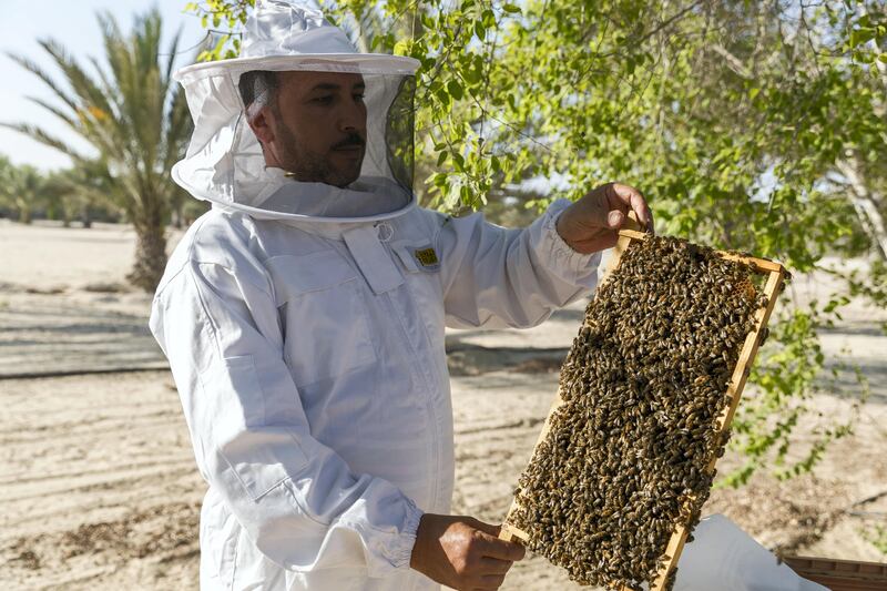 Abu Dhabi, United Arab Emirates - September 25th, 2017: Workers at the apiary check on the bees in the hives. Al Najeh Honey Sale. Monday, September 25th, 2017 at near Al Samha, Abu Dhabi. 