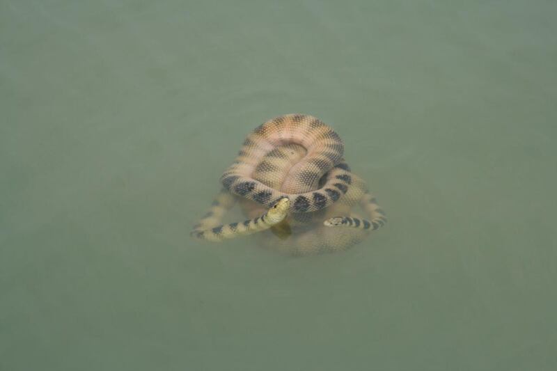 Sea snakes are not a major danger to people as they tend not to attack unless provoked. Even when they bite, venom is rarely released. Courtesy Mohsen Rezaie-Atagholipour