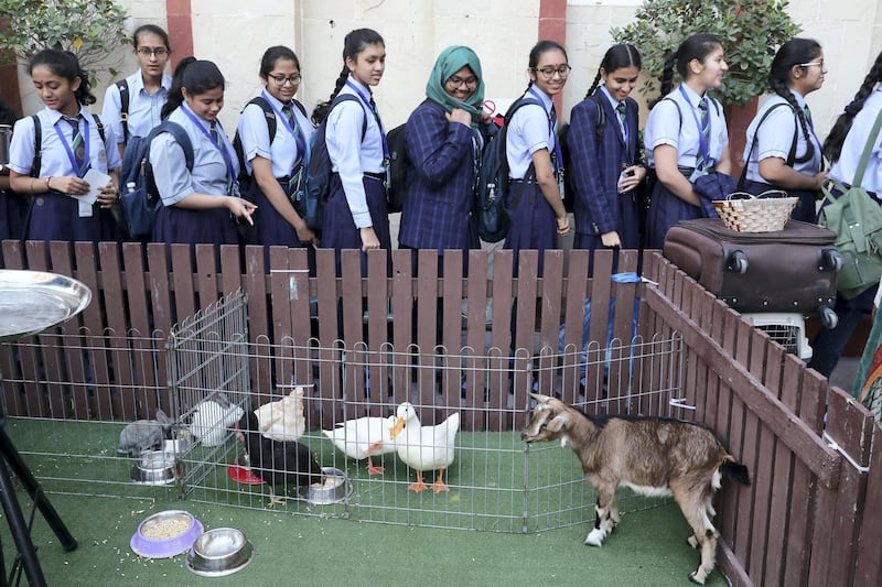 DUBAI, UNITED ARAB EMIRATES , Feb 26  – 2020 :- Students of 10th class spending some time with the pets like dog, chicken , rabbit , cockatoo , guinea pig, goat, turtle and hamster to reduce the stress and anxiety before their English board exam at the Indian High School in Oud Metha in Dubai. The Indian High School is a CBSE affiliated Indian school in Dubai. (Pawan Singh / The National) For News/Online/Instagram.  Story by Patrick