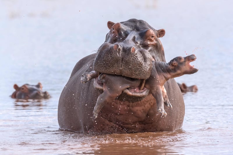 'Last Gasp' by Adrian Hirschi, from Switzerland. Highly Commended in the Behaviour: Mammals category. A hippo protects her days-old calf in Lake Kariba, Zimbabwe, after an attack by a large bull. Courtesy of Adrian Hirschi / Wildlife Photographer of the Year