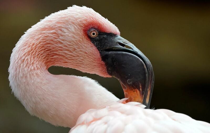 A lesser flamingo in its enclosure at zoo in Karlsruhe, Germany. EPA