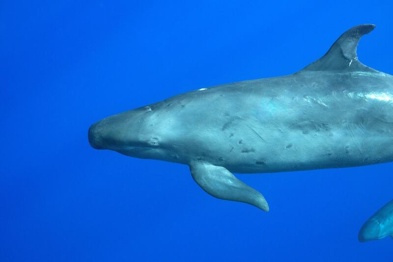FXN5KG pseudorca, or false killer whale, Pseudorca crassidens, off the Kona Coast of Hawaii Island, Hawaiian Islands, U.S.A.