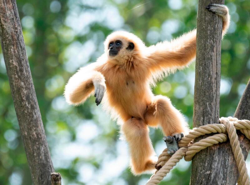 A picture taken shows a white-handed gibbon at an enclosure at the Schoenbrunn zoo in Vienna Austria. AFP