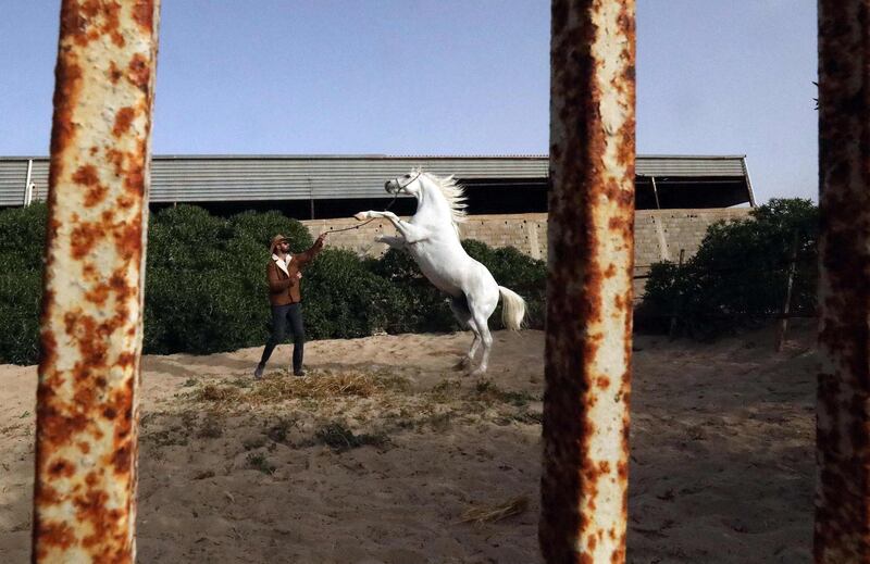 Abdul Salam Al Worfali, a Libyan who breeds and trains purebred Arabian horses, trains his stallion Matar el-Kheir, grandson of Arabian horse Padrons Psyche, at his stable in Libya's eastern city of Benghazi. AFP