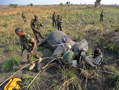 A young female elephant lies on the ground, sedated, to be fitted with a geographical positioning system (GPS) collar at the Garamba National Park, northeastern Democratic Republic of Congo (DRC) on February 7, 2016. - Chronic insecurity, regional conflict, tough terrain and isolation make Africa's Garamba park perhaps the most difficult place on the continent to practice conservation. 114 elephants were killed last year. (Photo by TONY KARUMBA / AFP)