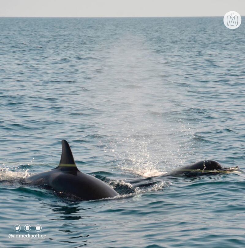 The mammals, known for their distinctive black and white colours, were sighted by an Environment Agency team