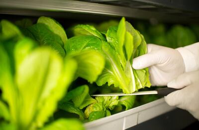 Vertical farming product. The fresh products will reach the customers within hours of harvest. Courtesy Emirates