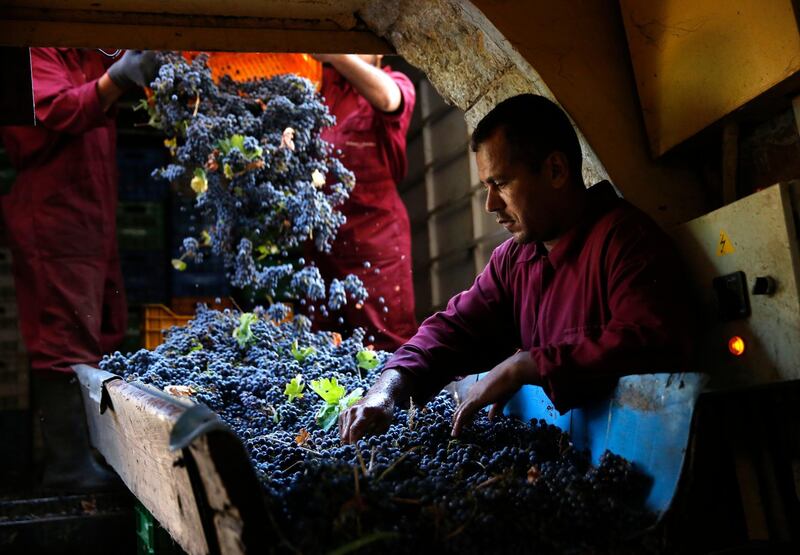 Freshly picked grapes are dropped by workers into a machine where they will undergo the process that turns them into wine and Arak, a Lebanese traditional drink, in Chtoura town, east Lebanon. AP Photo