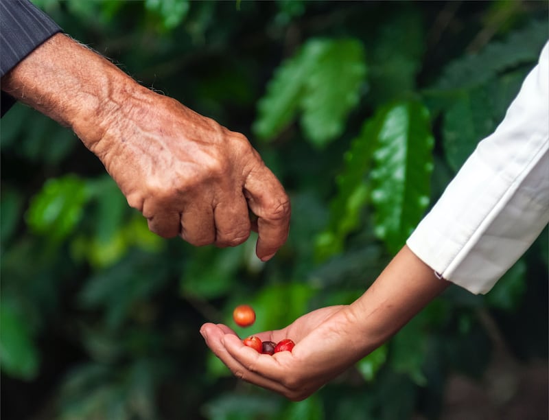 Freshly picked coffee beans are passed from one generation to the next. Photo: Ministry of Culture