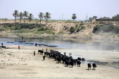 A buffalo herd leaves after cooling off in the almost dried out riverbed of the Diyala River, that has  turned into pools of sewage water due to desertification and pollution, in east of Baghdad. EPA
