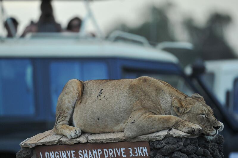 A lion naps on a road-sign looking out onto the savannah at the Amboseli National Park, Kenya. Tony Karumba / AFP Photo