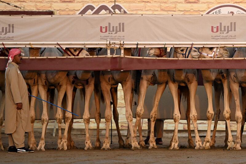 Camels prepare for the start of a race in Al Sheehaniya municipality in Doha on November 19, 2022, ahead of the Qatar 2022 World Cup football tournament.  (Photo by Raul ARBOLEDA  /  AFP)