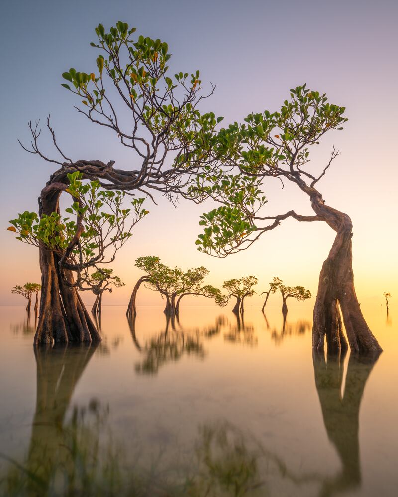 Winner, Mangroves & Landscape, Loic Dupuis, Indonesia. Photo: Loic Dupuis / Mangrove Photography Awards