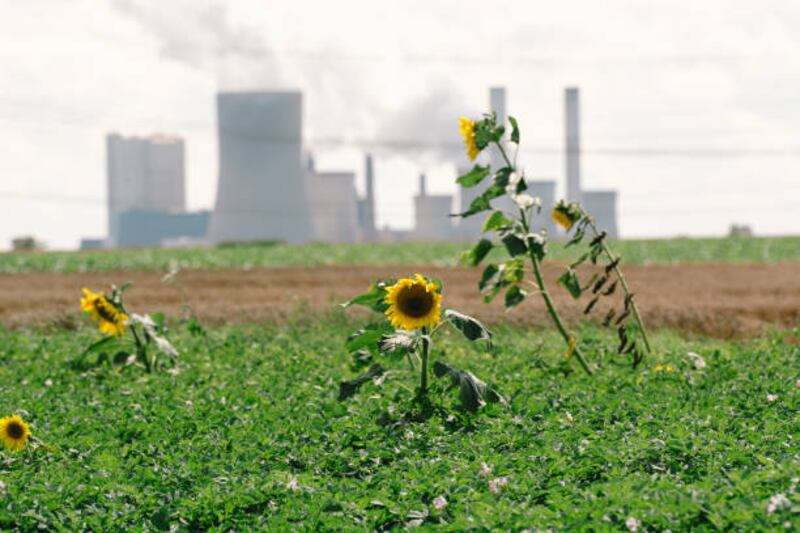 Sunflowers near a coal power station in Neurath, Germany, where the fossil fuel will be phased out by 2030 at the latest. Getty