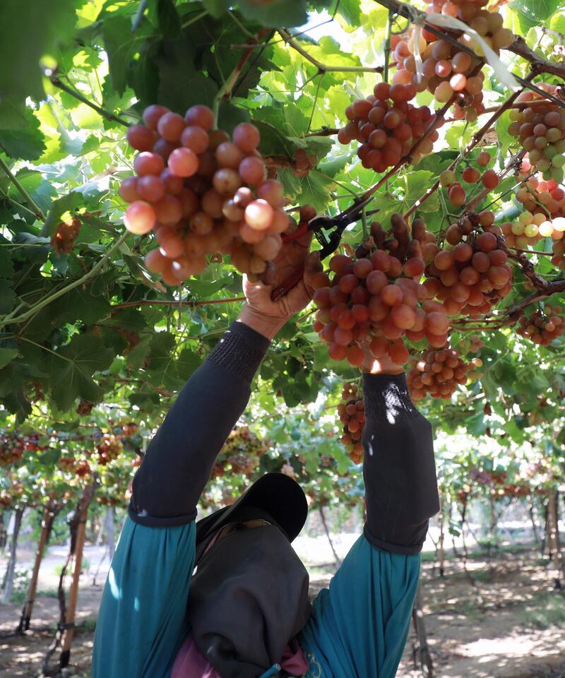 epa09270379 A worker harvests grape at the farm in Khatatba al-Minufiyah Governorate in Egypt, 14 June 2021. Table grape of this farm is exported to the EU countries, mainly Germany, England and Netherlands.  EPA-EFE/KHALED ELFIQI *** Local Caption *** 56967455