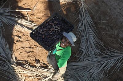 epa08743544 A Palestinian farmer holds basket  full of dates at a date palm field in  the West Bank City of Jericho 14 October 2020. Farmers are now starting to plant more Date Palms in Jericho and Jordan valley to increase their production again following a low production in previous years.  EPA/ALAA BADARNEH