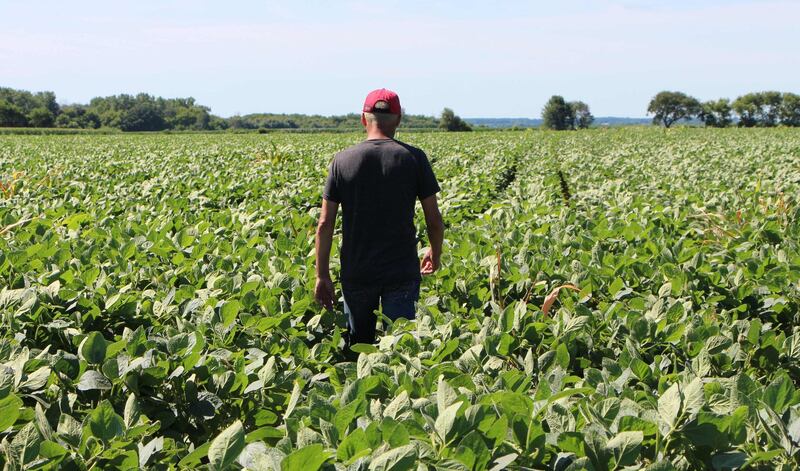 (FILES) In this file photo taken on July 6, 2018, farmer Terry Davidson walks through his soy fields in Harvard, Illinois. US Agriculture Secretary Sonny Perdue announced on July 24, 2018, up to $12 billion in aid to US farmers hurt by retaliatory tariffs imposed by trading partners. Farmers will receive direct payments or sell their excess production to the government, Perdue told reporters. This will aid producers of soy, sorghum, pork, dairy, fruit, rice and nuts, all products hit by tariffs imposed in response to US duties.
 / AFP / Derek R. HENKLE
