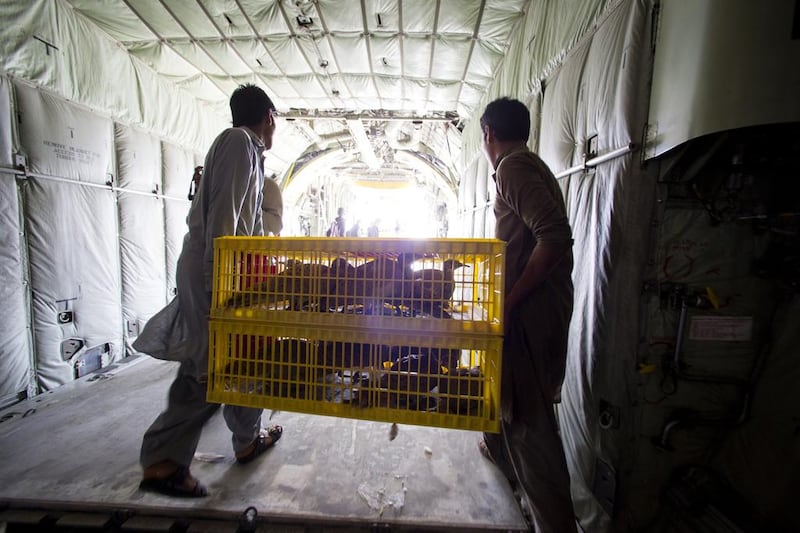 Asian houbara bred in Abu Dhabi by the International Fund for Houbara Conservation are unloaded from a UAE Air Force C-130 at Bahawalpur before being released at the nearby Lal Sohanra National Park.