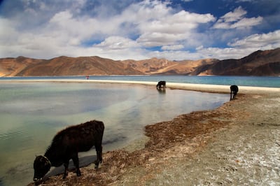 In this Sept. 14, 2018, file photo, cattle drink water at Pangong Lake, the site of several confrontations between India and China in Ladakh region, in Ladakh, India. China said Wednesday, June 10, 2020, that it is taking measures with India to reduce tensions along their disputed frontier high in the Himalayas following a recent flareup that prompted rock-throwing and fistfights. (AP Photo/Manish Swarup, File)