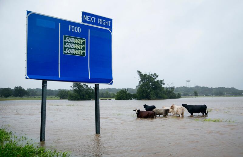 Cattle are stranded in a flooded pasture on Highway 71 in La Grange, Texas, after Hurricane Harvey on Monday, Aug. 28, 2017. (Jay Janner/Austin American-Statesman via AP)