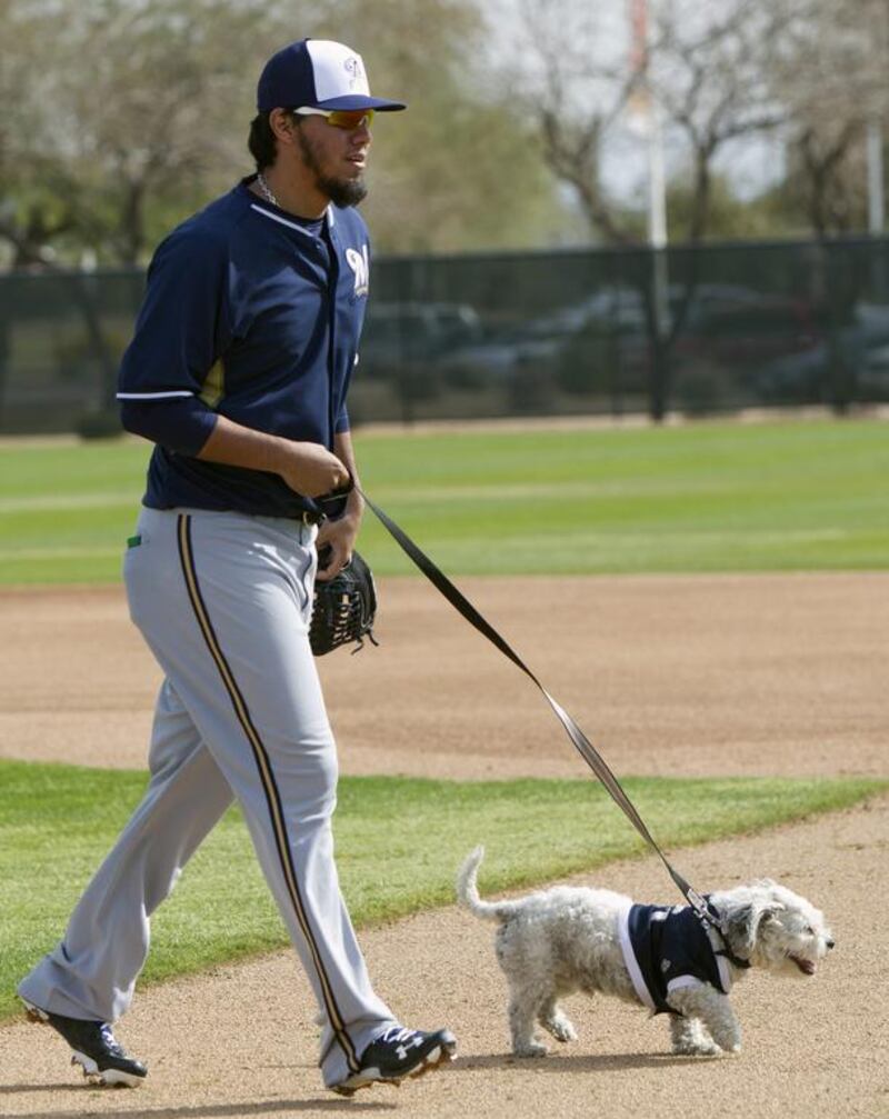 Brewers’ Yovani Gallardo walks Hank, a stray dog that the Brewers recently found wandering their practice fields at Maryvale Baseball Park, during spring training on February 21, 2014, in Phoenix. The team and staff have been taking care of Hank since he was found at the park on President’s Day. Hank is named after Hank Aaron. AP Photo / Cheryl Evans