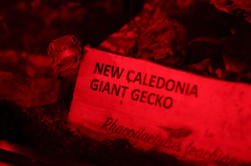 The New Caledonia giant gecko.