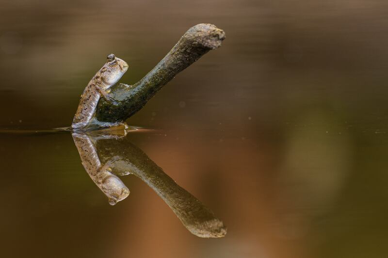 Highly Commended, Mangroves & Wildlife, Emanuele Biggi, Malaysia. Photo: Emanuele Biggi / Mangrove Photography Awards