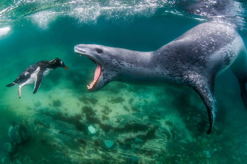 Grand Prize winner and Gold Medal, Behaviour — Mammals: leopard seal chasing a gentoo penguin, Antarctica, by Amos Nachoum, US. All photos: the photographer and World Nature Photography Awards 2021