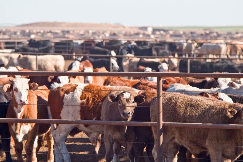 Cattle awaiting slaughter in feedlot in West Texas.click here to see all my Texas Longhorn and other cattle photos. Getty Images